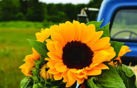 Morning Dew Homestead Header