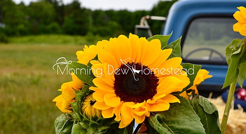 Morning Dew Homestead Paradise Web Client